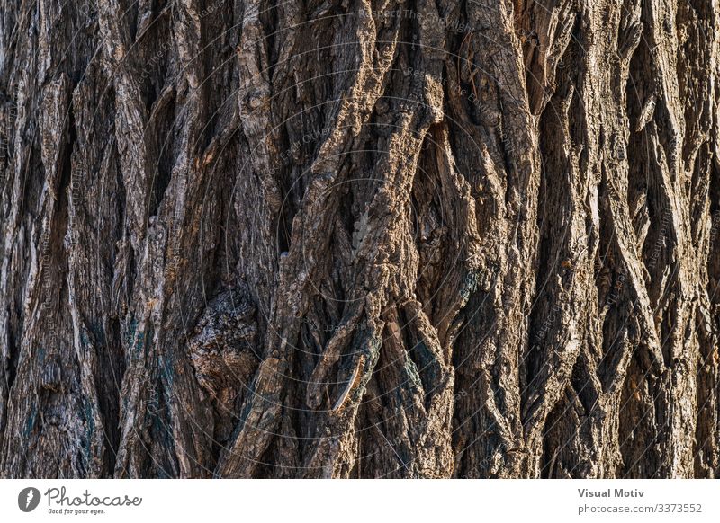 Bark texture of a Siberian Elm tree Life Garden Nature Plant Tree Park Old Natural Brown Colour Ulmus Pumila bark textured surface bark surface natural light