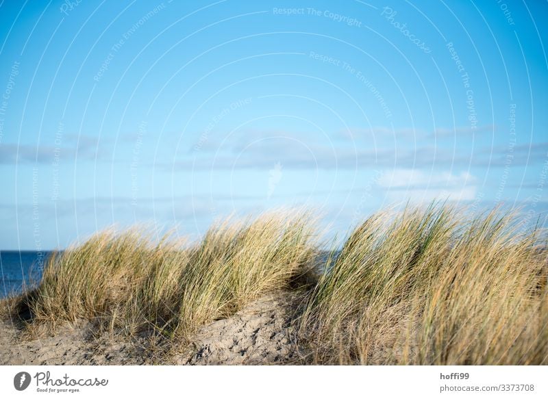 Beach grass on a dune in the wind in front of a light cloudy sky marram grass Dune Moving grass Wind Movement Blue sky Relaxation Clouds holidays