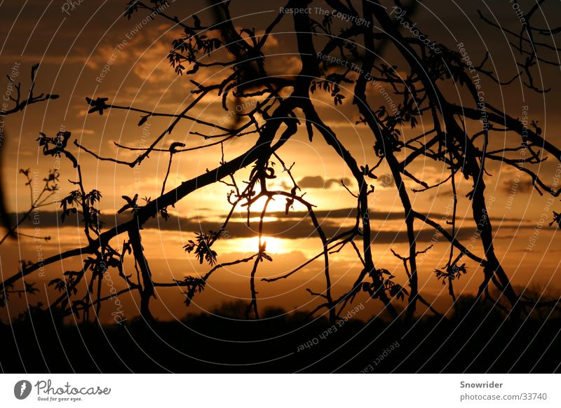 Red Sun Sunset Tree Romance Depth of field sunrise Branch