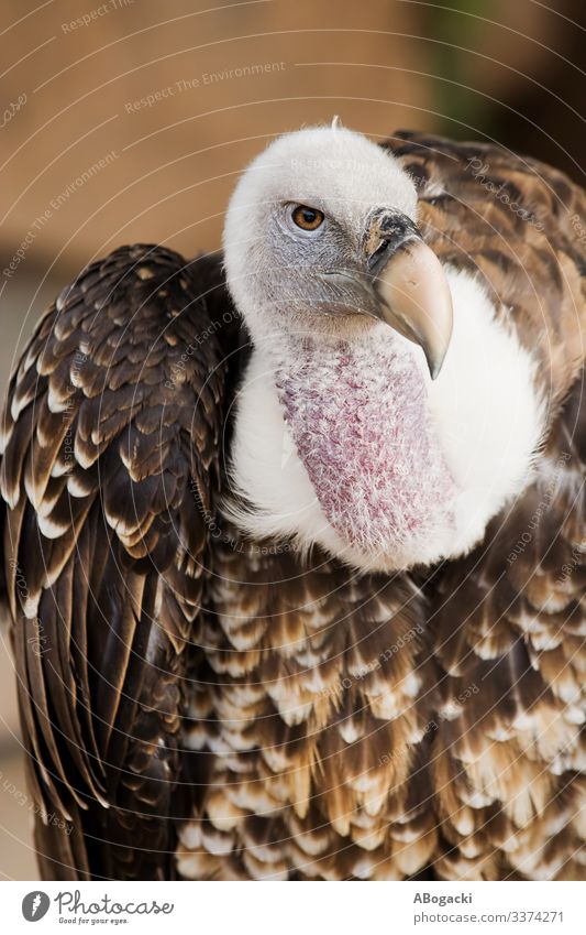 Griffon Vulture Portrait Animal Bird 1 Wild Beak wildlife predator raptor Feather Scavenger Colour photo Close-up Portrait photograph Animal portrait