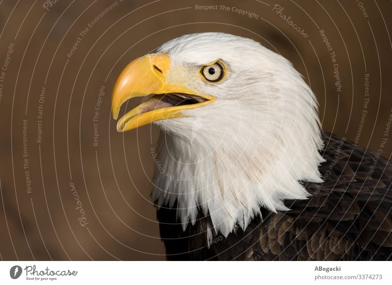 American Bald Eagle Portrait Animal Bird Bald eagle 1 Wild Beak wildlife predator raptor Majestic Feather Symbols and metaphors USA graceful Colour photo