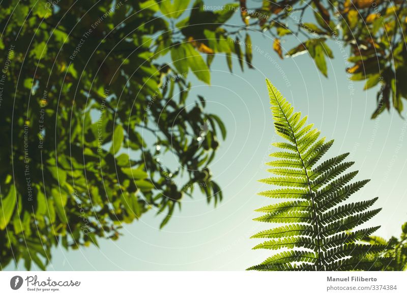 fern in the trees brilliance green leaf shine daybreak illumination ecology vegetation fingers glowing radiance solar sunbeam sunray amazon sunshine foliage