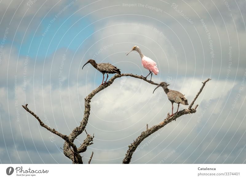 Three watchful ibis birds stand on branches of dead willows, dark rain clouds rise in the sky Ibis animals fauna Branch Shriveled Sky Clouds Bad weather Wild