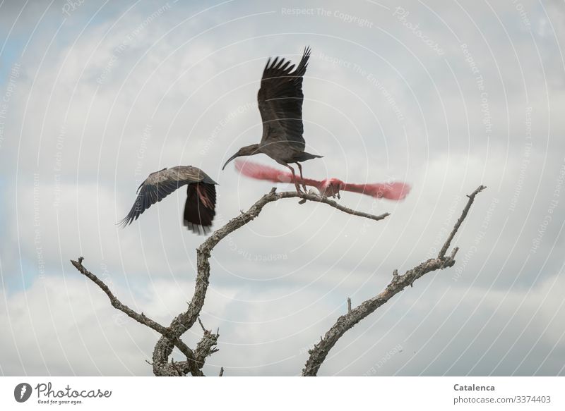 Sicklers fly away Nature Animal Sky Clouds Plant Tree Crutch Bird Ibis Roseate Spoonbill 3 Flying Elegant Far-off places pretty Blue Gray Pink Moody