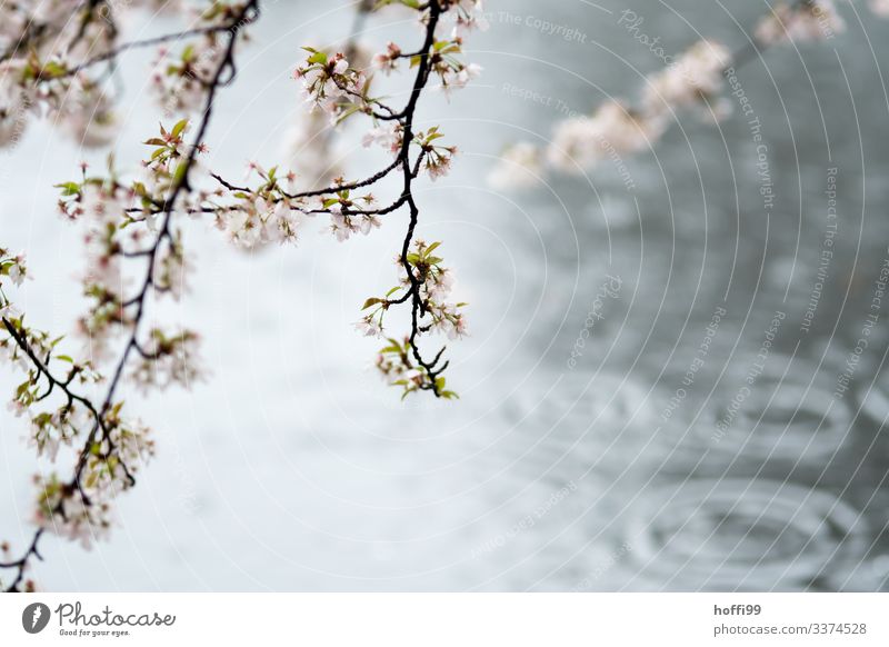 Branches with spring flowers in the rain at the lake with rain tropics Water Drops of water Spring Bad weather Fog Rain Tree Blossom Twigs and branches Bud Park