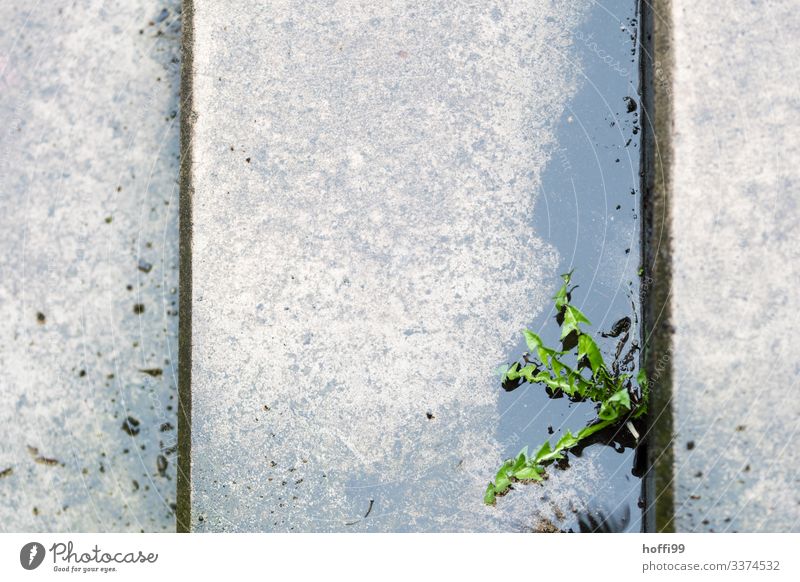 green Dandelion between two wet steps in the rain Park Rain dandelion plant wet green slobbery steps wet reflection Plant Reflection Nature Water Leaf Spring