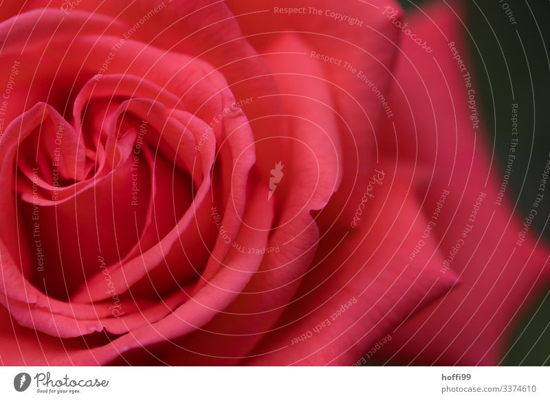 Close-up of the blossom of a red rose Nature Rose Esthetic Fragrance Friendliness Fresh Beautiful Natural Cliche Soft Red Spring fever Love Romance Beginning