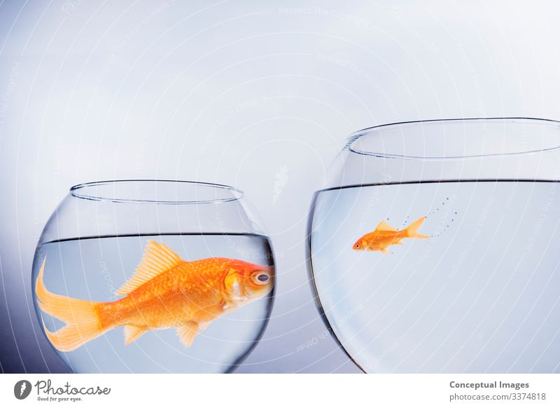 Large and small goldfish face to face Freedom Moving (to change residence) Friendship Pet Together Idea Animals Animal themes Anthropomorphic Change