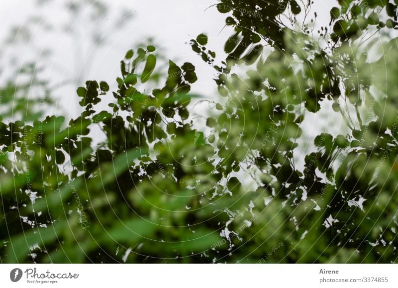 View into a pond surrounded by trees Reflection Contrast Shadow Day Deserted Subdued colour Colour photo Sadness Dream Nature White Green Lake Pond