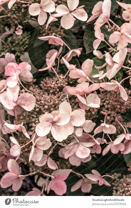 Pink hortensia flowers in the garden hydrangea pink dusty pink pastel retro vintage gardening nature floral background texture feminine elegant bloom blooming