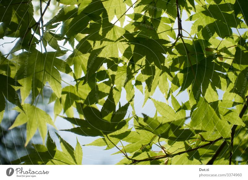 maple leaves Nature Plant Sunlight Tree Leaf Green Idyll Maple leaf Twigs and branches Colour photo Subdued colour Exterior shot Deserted Day Back-light