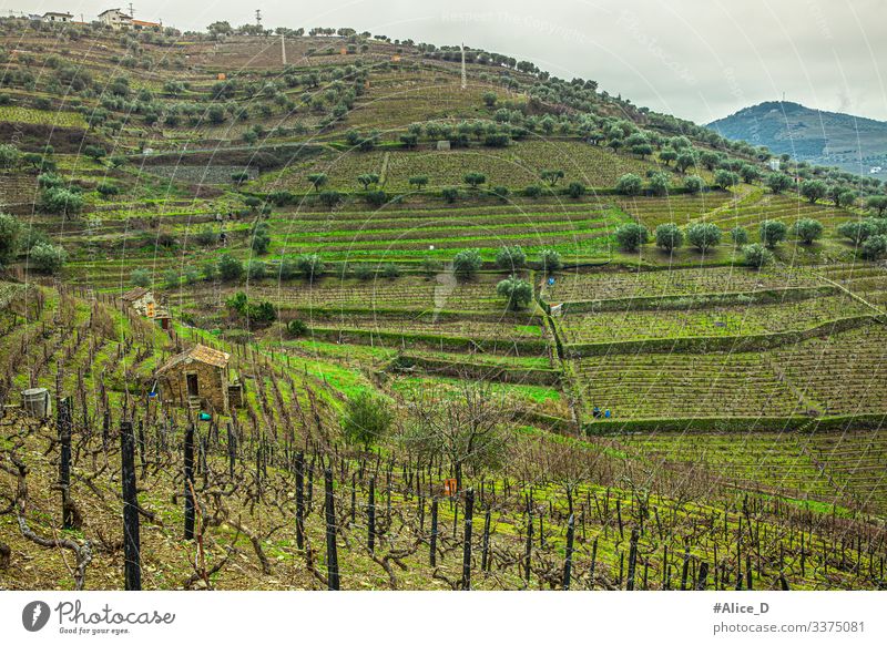 Green hilly landscape in the Douro valley region Portugal above view abstract agriculture beautiful country countryside cultivation douro douro valley duero