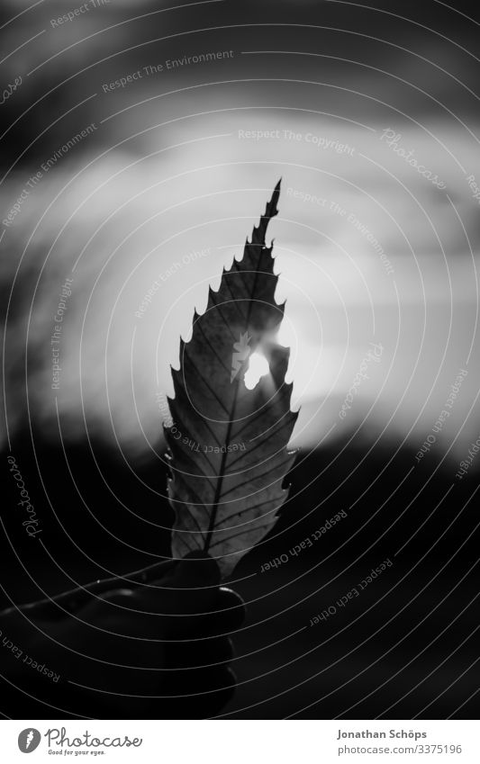 leaf with hole in backlight minimalistic black Abstract black background Autumn Black texture Hand Minimal black minimalism Minimalist black Park autumn colours