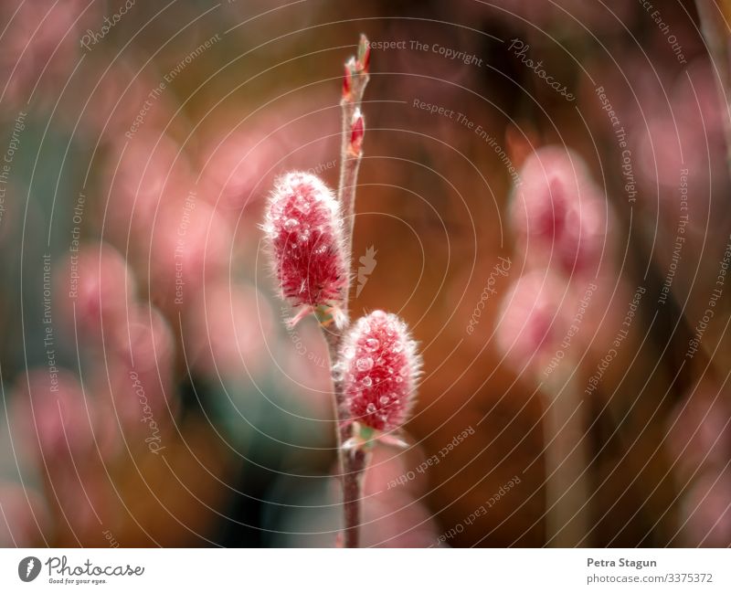 Pink fluff Environment Nature Plant Drops of water Spring Flower Grass Bushes Leaf Blossom Pot plant Garden Meadow Blossoming Beautiful Esthetic Colour Kitsch