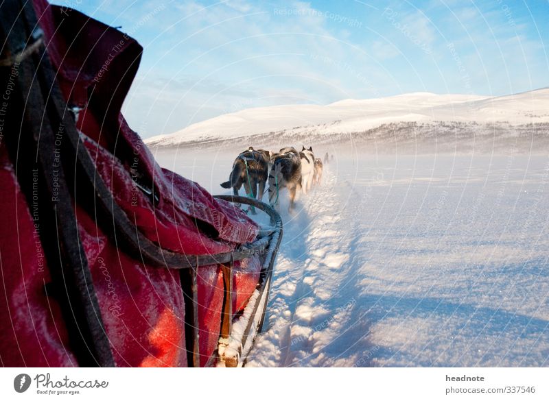 Mushers view Vacation & Travel Tourism Adventure Far-off places Winter Snow Nature Landscape Sunlight Beautiful weather Ice Frost Driving To enjoy Blue Red