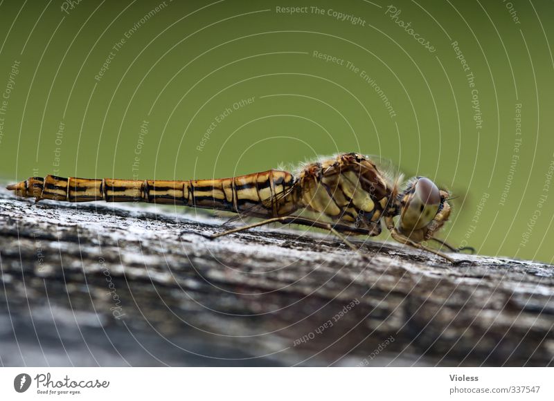 ...mean? Why? Animal Dragonfly Beautiful Calm Flying insect common dragonfly Colour photo Exterior shot Close-up Macro (Extreme close-up) Copy Space top