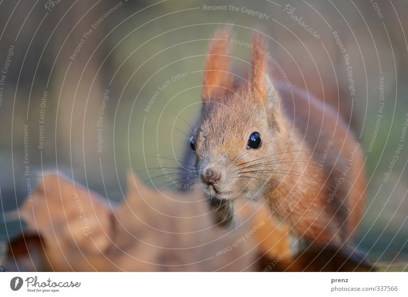 squirrels Environment Nature Animal Autumn Wild animal 1 Blue Brown Squirrel Sit Close-up Colour photo Exterior shot Deserted Copy Space left Day