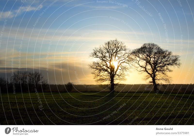 Tree silhouettes at sunset Nature Landscape Sky Sunrise Sunset Winter Field Bury St Edmunds United Kingdom Europe Sustainability Natural Endurance Unwavering