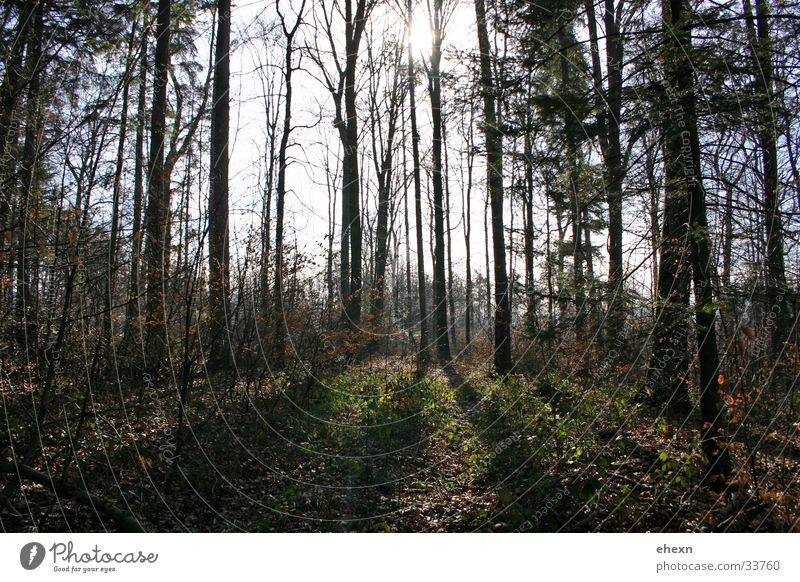 light strip Light Forest Tree Shaft of light Back-light sunlight Vantage point