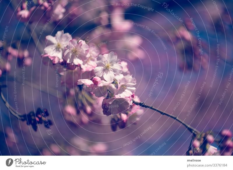 Apple blossoms pink, white, blue Lifestyle Nature Plant Blossom Garden Hope Perspective Transience Colour photo Exterior shot Close-up Detail Deserted Light