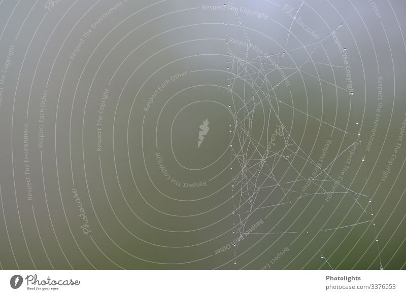 Spider's web with rope Environment Nature Animal Water Drops of water Farm animal Touch Catch Astute Near Gray Green Silver White Diligent Fragile Dew Net