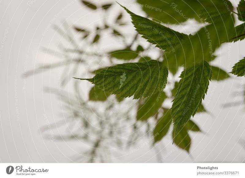 beech leaves Environment Nature Plant Sky Spring Tree Leaf Foliage plant Beech leaf Beech tree Garden Park Field Forest Touch Movement Flying Dance Faded