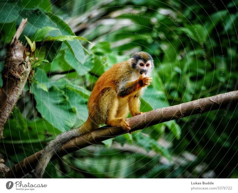 Squirrel monkey sitting on a branch in the rainforest of Costa Rica squirrel monkeys jungle Animal Monkeys Sit sedentary Pelt Orange Forest Wet Wilderness