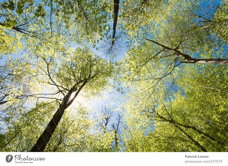 Wicked Forest Wellness Harmonious Well-being Contentment Senses Relaxation Calm Meditation Adventure Summer Environment Nature Landscape Elements Air Sky Sun