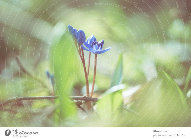 heralds of spring...little blues Nature Plant Flower Blossom Wild plant Forest Blue Green Spring Spring flower Spring fever Shallow depth of field Exterior shot