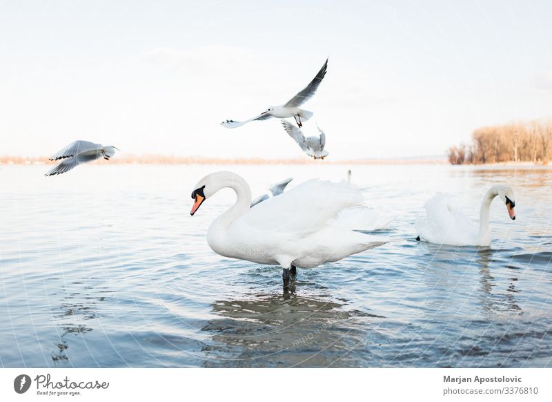 White swans on the river shore in sunset Environment Nature Animal Water Spring Pond Lake River Serbia Europe Wild animal Bird Swan Gull birds Seagull