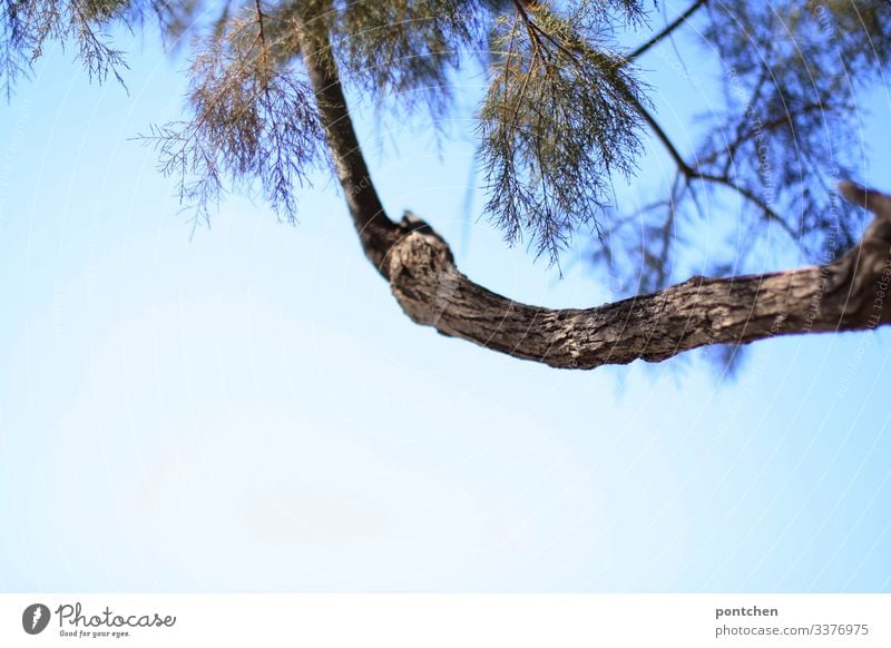 Pine branch in front of blue sky Stone pine Twig Branch Environment Nature Blue sky Beautiful weather Greece needles Twigs and branches Cloudless sky Deserted