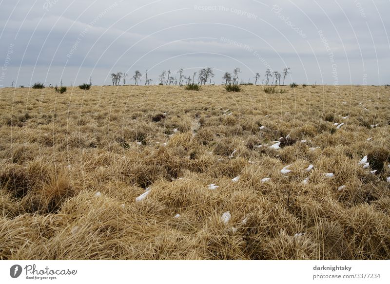 Eifel Hohes Venn National Park with grassland and trees in winter. Little snow lies between the dry blades of grass. Healthy Life Harmonious Hiking Tourism Trip