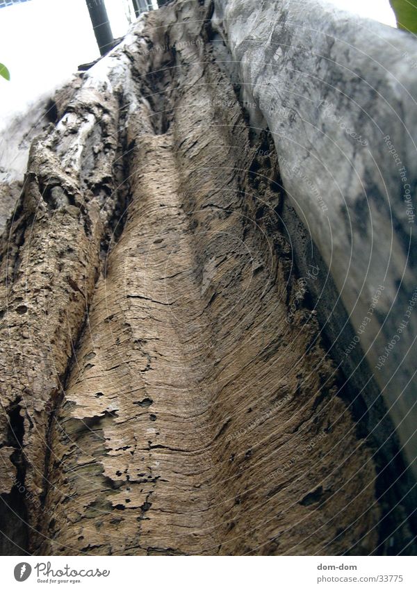 Tree from below