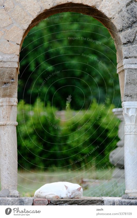 A white cat sleeps at a arched window Cat Animal Pet 1 Sleep Lie Colour photo Contentment Calm Safety (feeling of) Cute Relaxation Trust Building Arch Old White