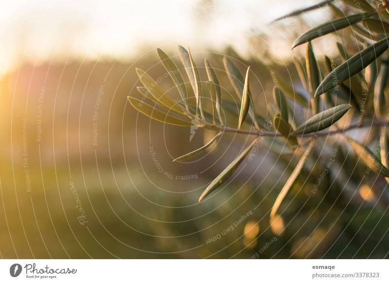 Branch if olive tree Environment Nature Landscape Plant Tree Leaf Agricultural crop Wild plant Olive Olive leaf Green Exterior shot Morning Evening Twilight