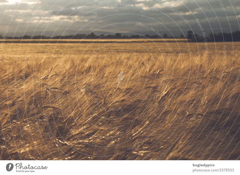 Barley field shortly before a thunderstorm with dark sky and sunrays from the left. The corn glows golden. Nature Landscape Plant Sky Clouds Storm clouds Sun