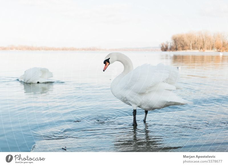 White swans on the river shore in sunset Environment Nature Animal Water Pond Lake River Belgrade Serbia Europe Wild animal Bird Swan 2 Group of animals