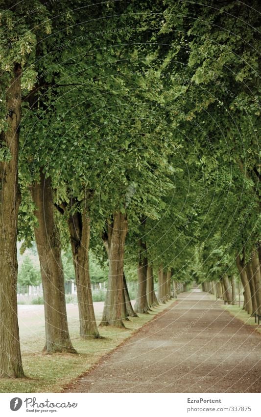 walk with me Harmonious Well-being Relaxation Calm Nature Landscape Plant Spring Autumn Tree Park Sand Wood Beautiful Brown Green Loneliness Promenade Leaf