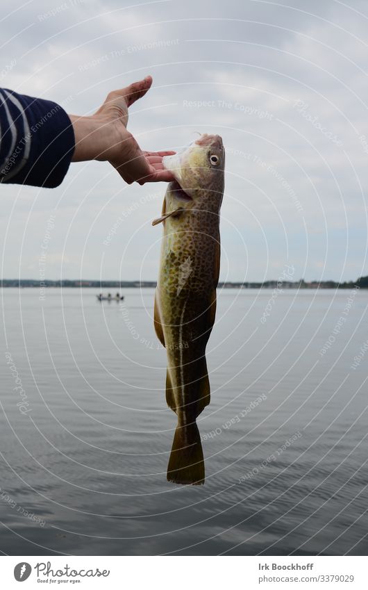 Cod caught in the Baltic Sea Fish Seafood Fishing (Angle) Trip Ocean Hand 1 Human being Nature Water Beautiful weather Coast Bay Fjord North Sea Animal Catch