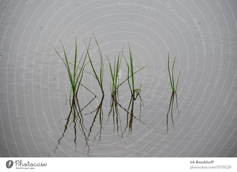 Grasses are reflected on the water surface Plant Foliage plant Pond Lake Esthetic Maritime Natural Green Calm Contentment Relaxation Idyll Background picture