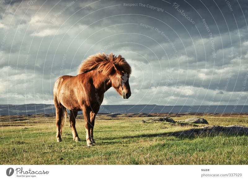 wind force Environment Nature Landscape Animal Sky Clouds Horizon Wind Meadow Pelt Farm animal Wild animal Horse 1 Stand Wait Esthetic Fantastic Friendliness