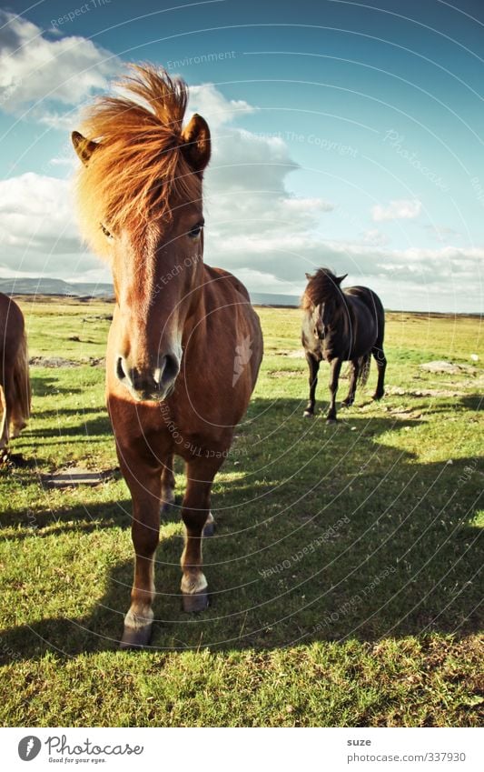 storm festival Nature Landscape Animal Sky Clouds Wind Farm animal Wild animal Horse Animal face 2 Group of animals Herd Stand Wait Esthetic Friendliness Funny