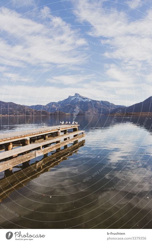 seagulls at the footbridge, mountains in the background Lake Footbridge Gull birds wooden walkway Water Alps Clouds reflection moon lake Austria Salzkammergut