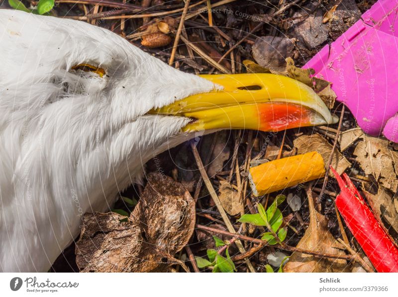 Macro of the head of a dead seagull with cigarette butt and plastic waste Animal Dead animal Seagull 1 Trash Plastic Cigarette Butt Environment