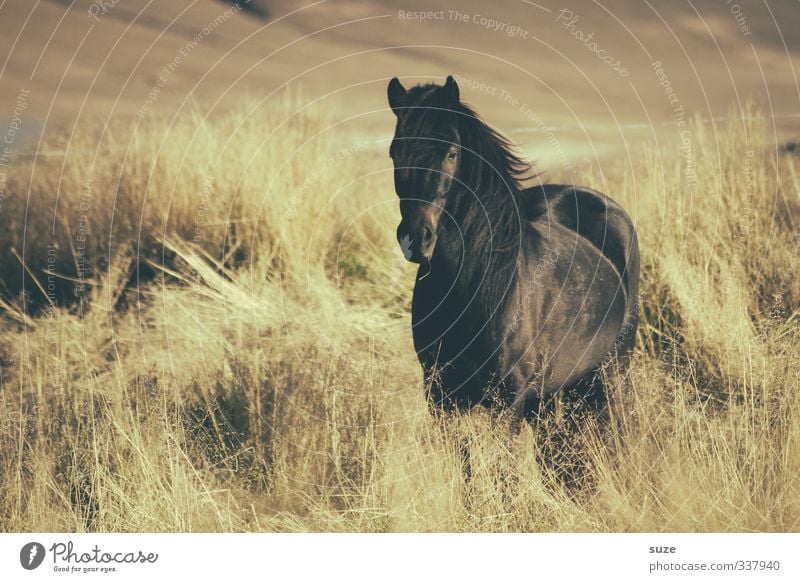 Beautiful Black Nature Landscape Animal Wind Meadow Farm animal Steppe Wild animal Horse Stand Wait Esthetic Natural Moody Mane Iceland Pony Pasture Freedom