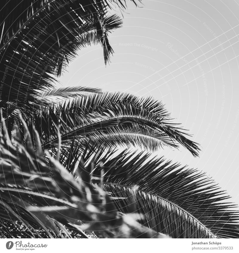 Minimal black texture background with palm leaves Abstract black background Black texture Minimalism Minimalist Black black and white black pattern dark