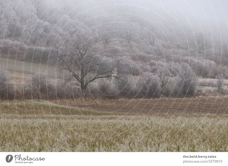 winter wonderland Landscape Winter Ice Frost Plant Tree Bushes Foliage plant Agricultural crop Field Cold Natural Loneliness Colour photo Subdued colour