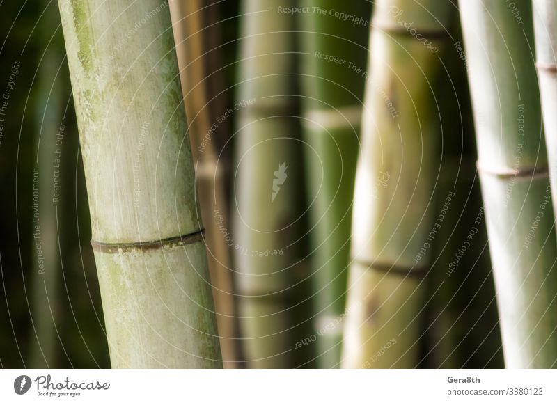 Garden Wallpaper Gardening Nature Plant Forest Virgin forest Fresh Bright Natural Juicy Green background Bamboo bamboo garden Botany grove Harvest Tropical