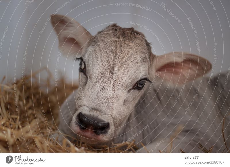 young brown cow calf lies in the straw Animal Mammal Farm animal Cattle Calf brown cattle youthful rebored Straw Barn Agriculture Sweet Animal portrait