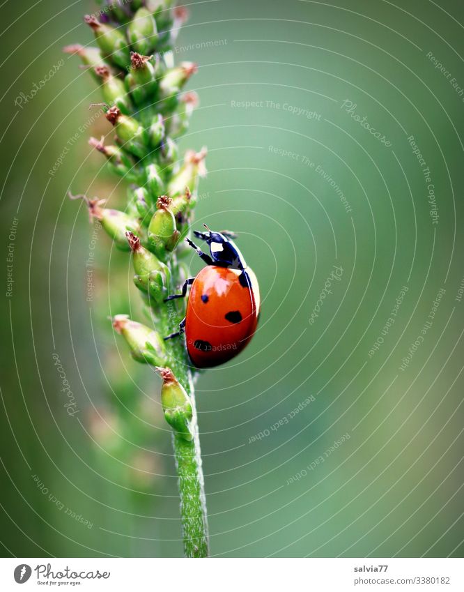 Ladybird crawls up plantain stems Macro (Extreme close-up) Isolated Image Background Deserted Colour photo Green Shallow depth of field Neutral Background